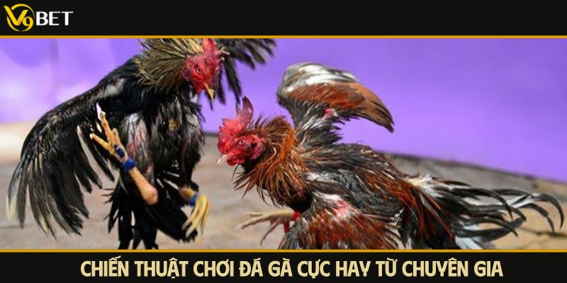 chiến thuật chơi đá gà từ chuyên gia