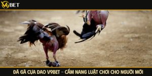 đá gà cựa dao v9bet