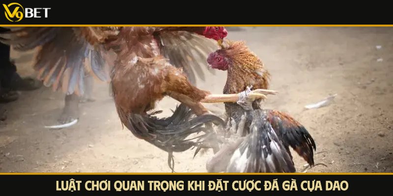 luật chơi đá gà cựa dao