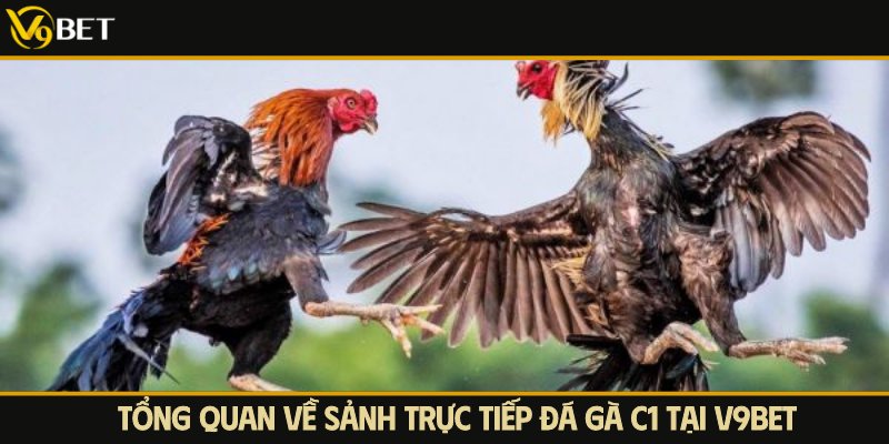 tổng quan về sảnh trực tiếp đá gà c1 v9bet