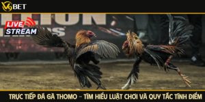 trực tiếp đá gà thomo v9bet